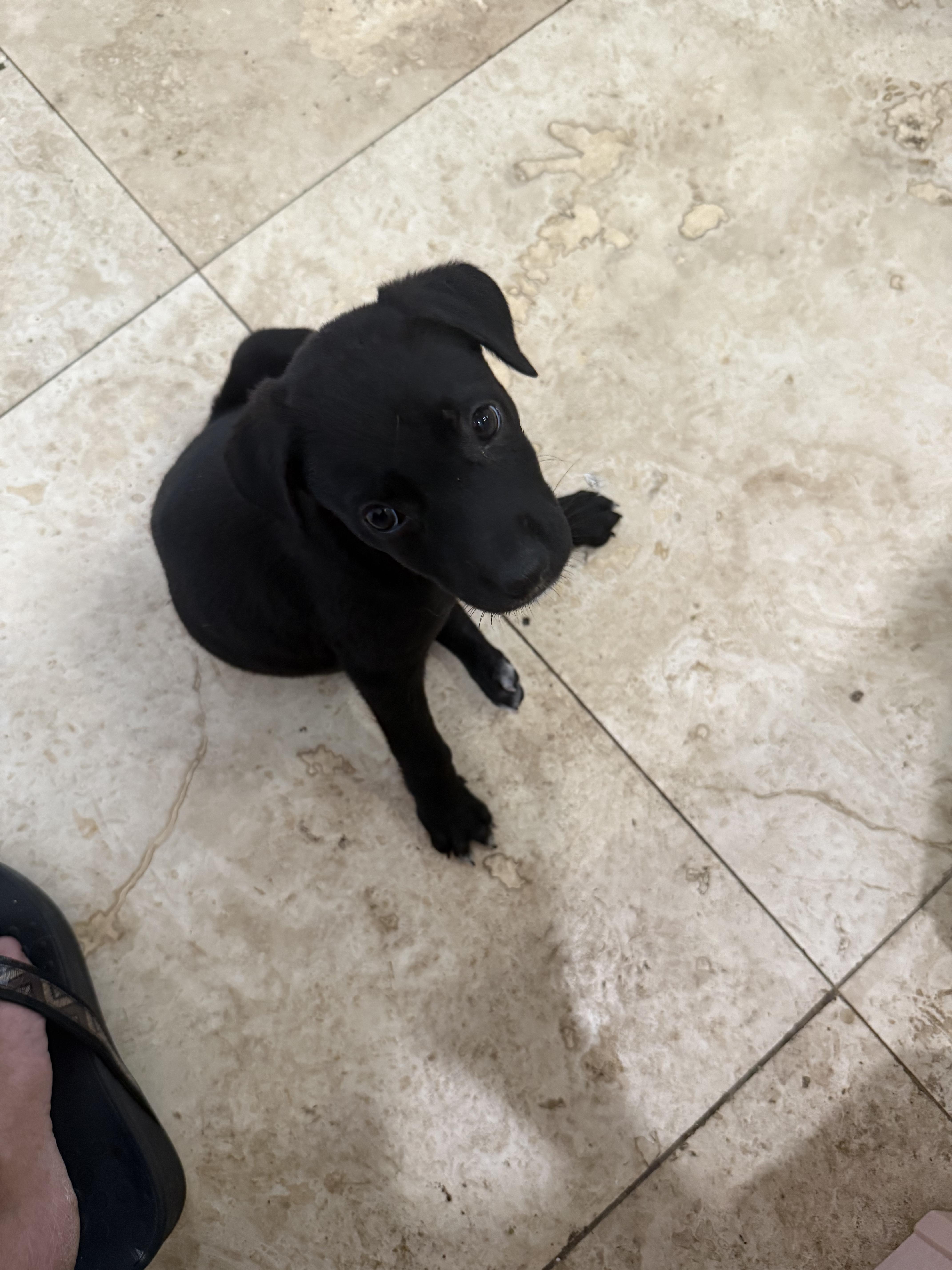 Black Labrador Retriever Knight thumbnail 3