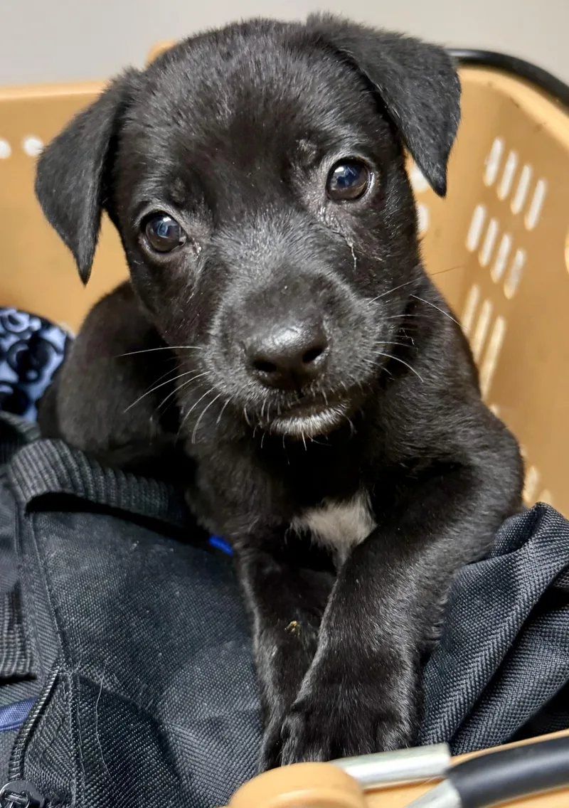 Black Labrador Retriever Knight thumbnail 4