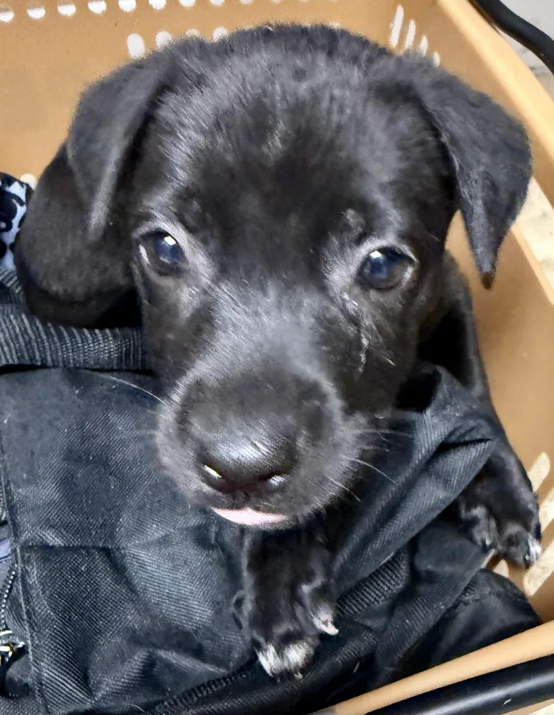 Black Labrador Retriever Knight thumbnail 5