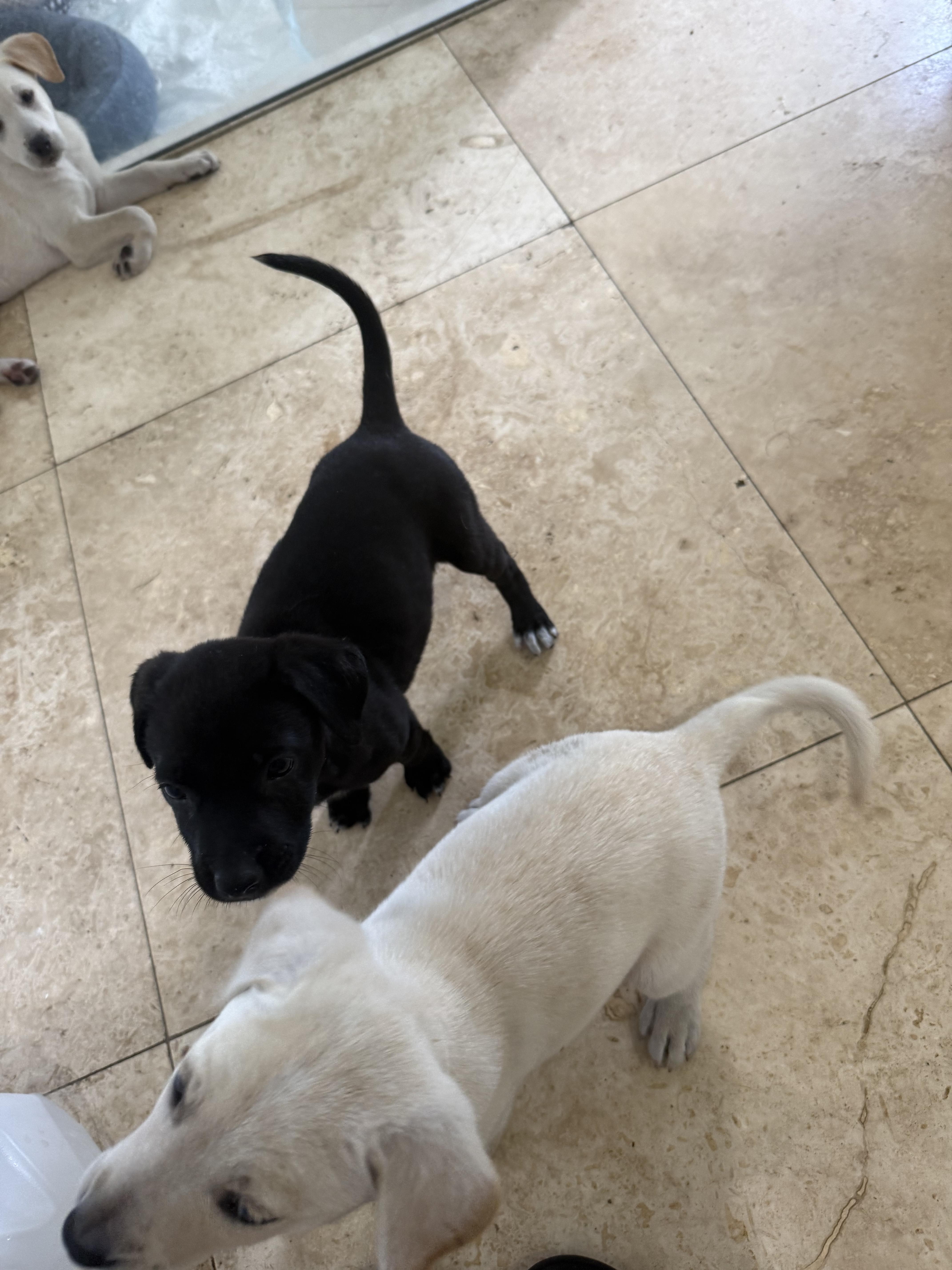 Black Labrador Retriever Knight thumbnail 6