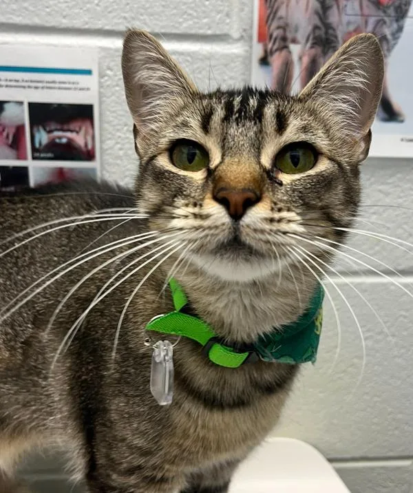 A young medium-sized female Domestic Short Hair cat named Magic for adoption in Golden, CO