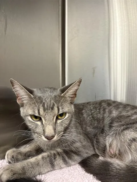 A young small-sized female Domestic Short Hair cat named Dolly for adoption in Indianapolis, IN