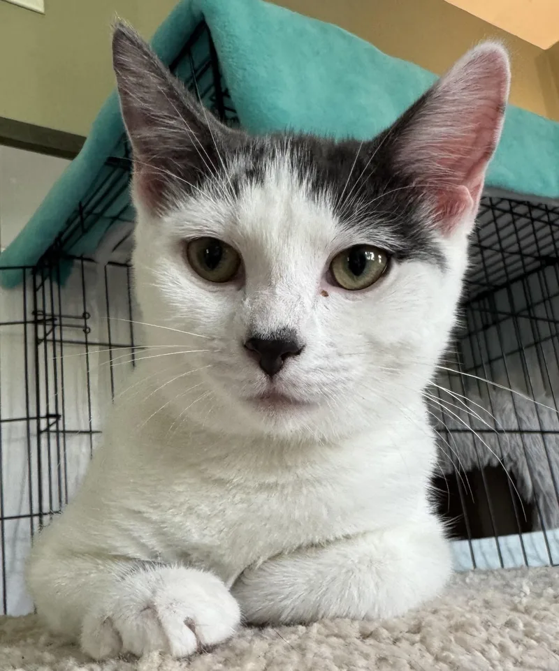 A young medium-sized female Gray / Blue / Silver Domestic Short Hair cat named Kit Kat for adoption in Lenexa, KS