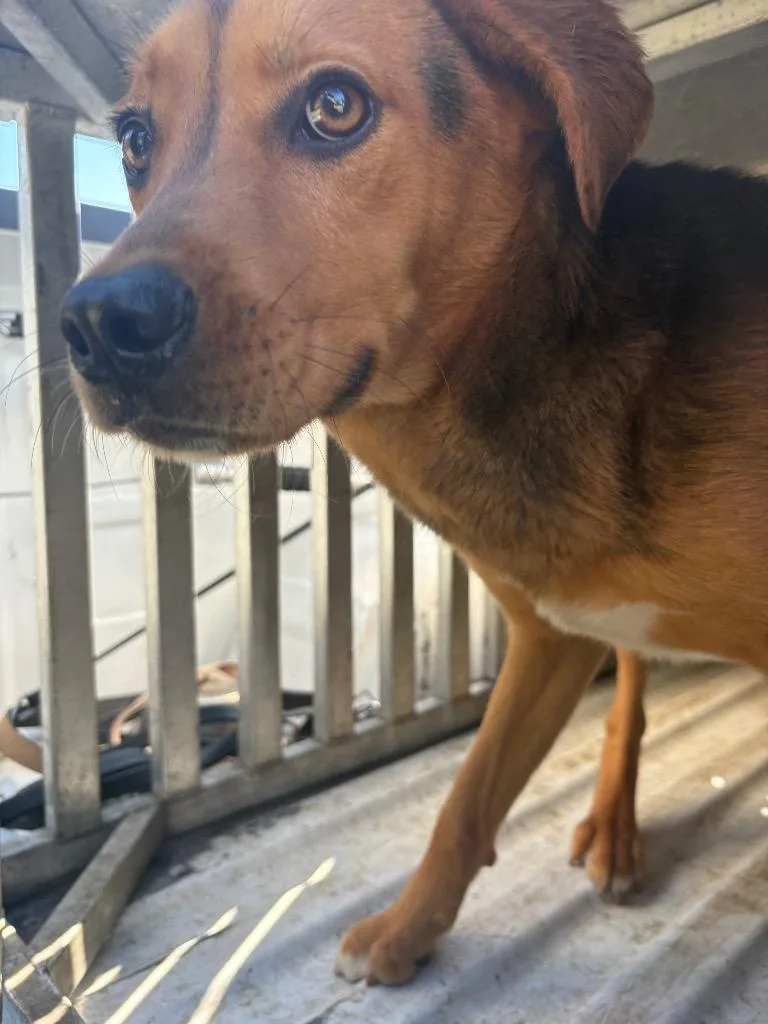 A young medium-sized female Mixed Breed dog named Woods for adoption in Effingham, SC