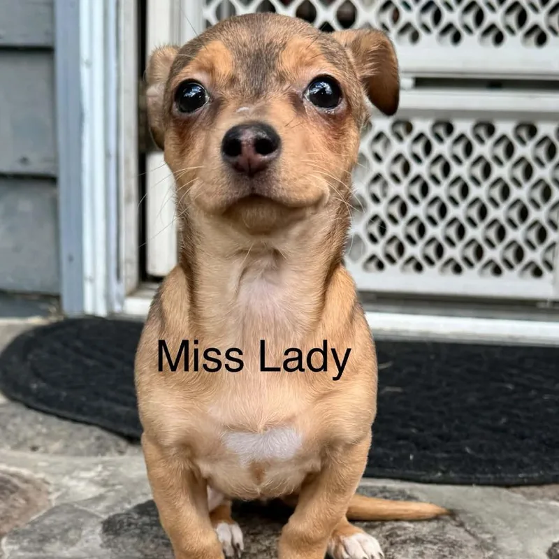 Miss Lady