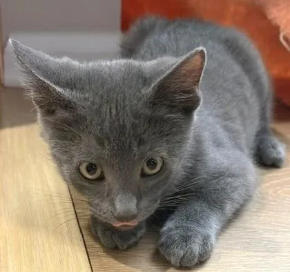 A young small-sized male Domestic Short Hair cat named Fred for adoption in New Hope, PA