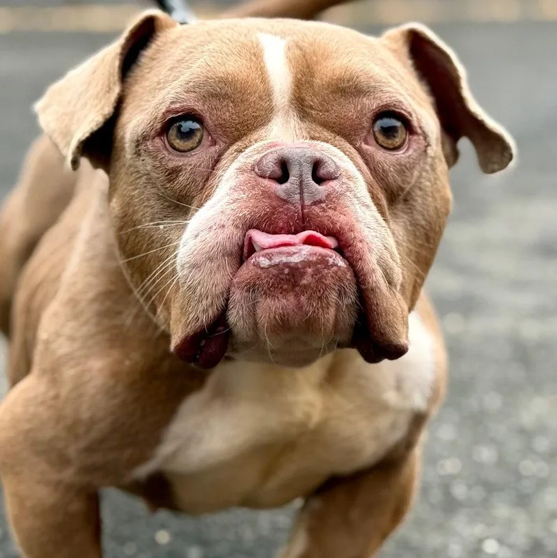 An adult small-sized female English Bulldog dog named Lil Mama for adoption in Bloomfield, CT