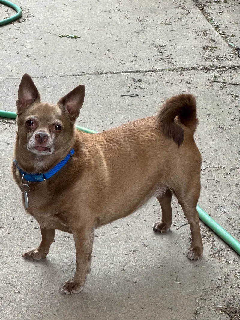 Petey