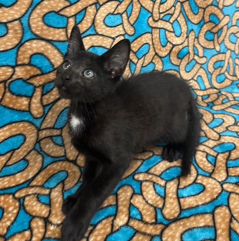 A baby small-sized male Domestic Short Hair cat named Batman for adoption in Newberg, OR