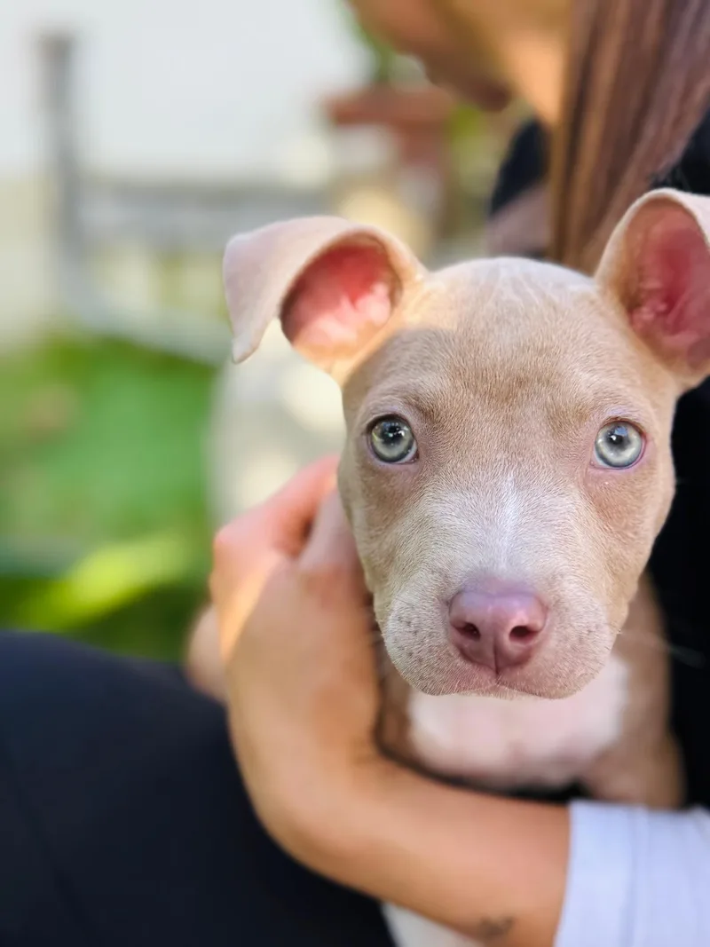 An adult medium-sized male Mixed Breed dog named Grady for adoption in Miami, FL