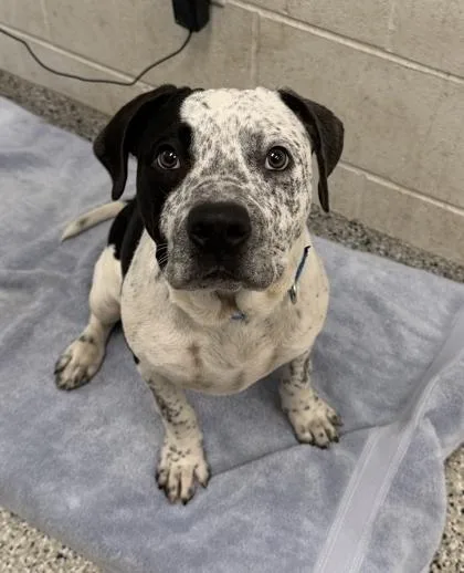 A young medium-sized male Black Pit Bull Terrier dog named PeekABoo for adoption in Kansas City, MO