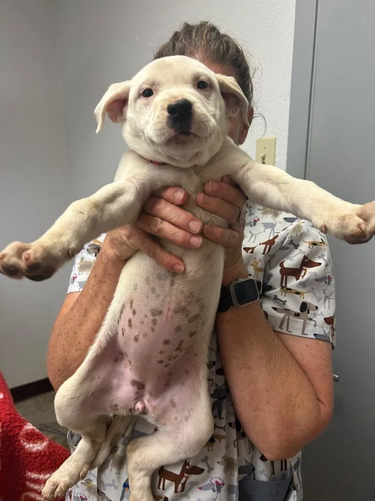 A baby large-sized female Australian Cattle Dog / Blue Heeler dog named Candace for adoption in Lockhart, TX