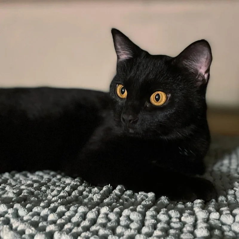 Tenerina thumbnail 3