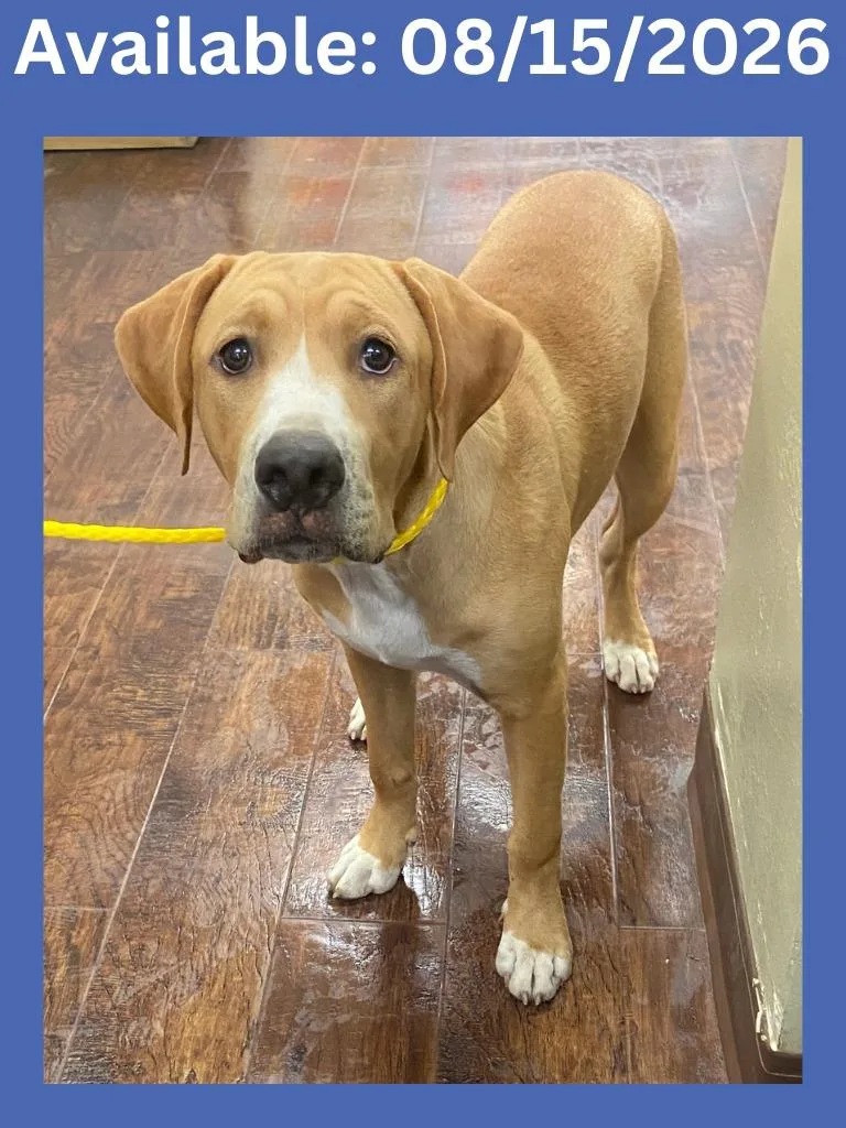 A baby medium-sized male Pit Bull Terrier dog named Dog Kennel for adoption in Greenville, TX