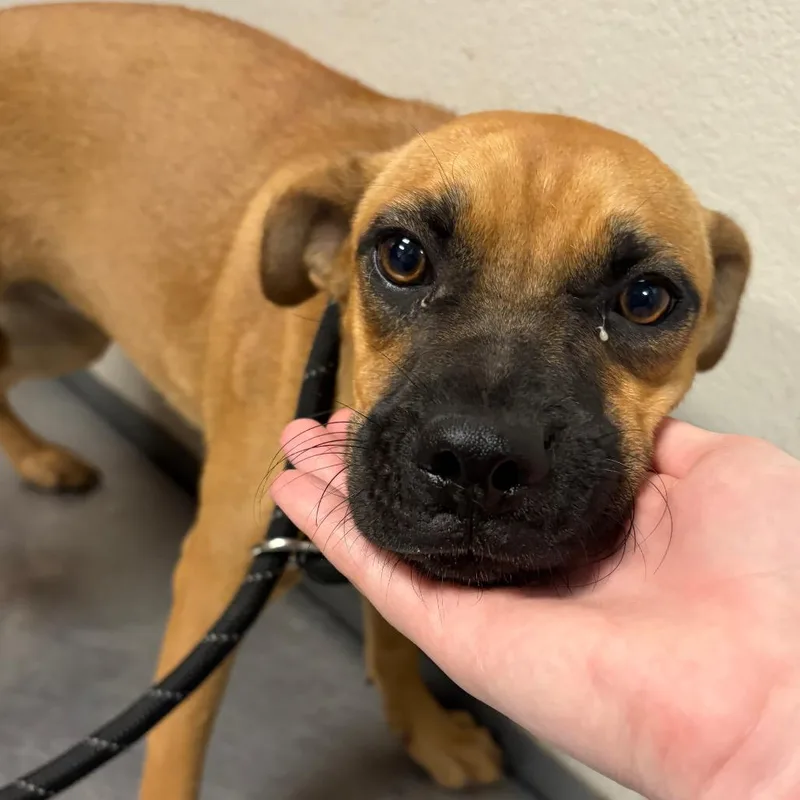 A young small-sized female Yellow / Tan / Blond / Fawn Shepherd dog named Eris for adoption in Yuma, AZ