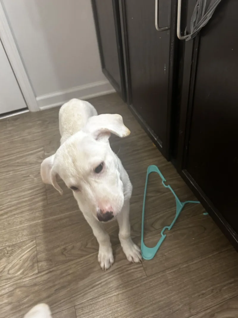 A baby medium-sized female Labrador Retriever dog named Emily for adoption in Knoxville, TN