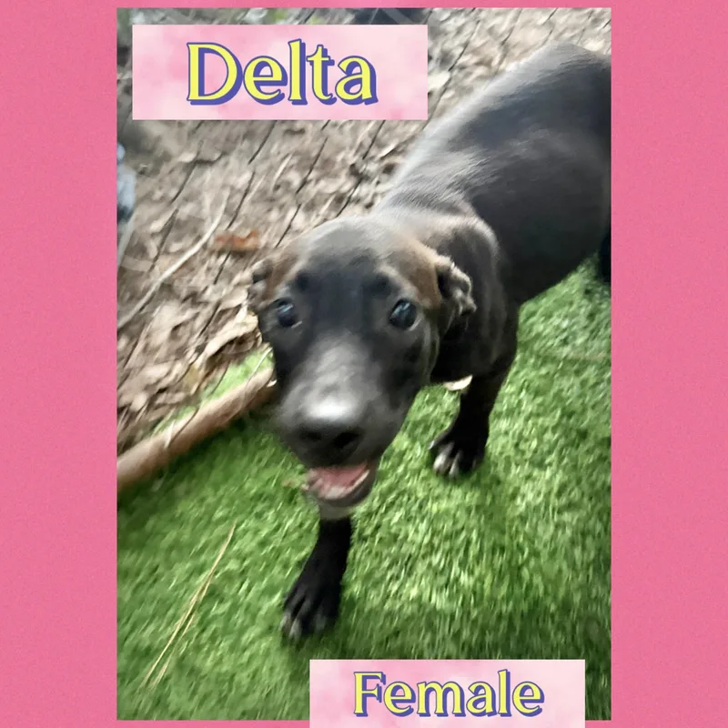 A baby large-sized female Hound dog named Delta for adoption in Manchester, CT
