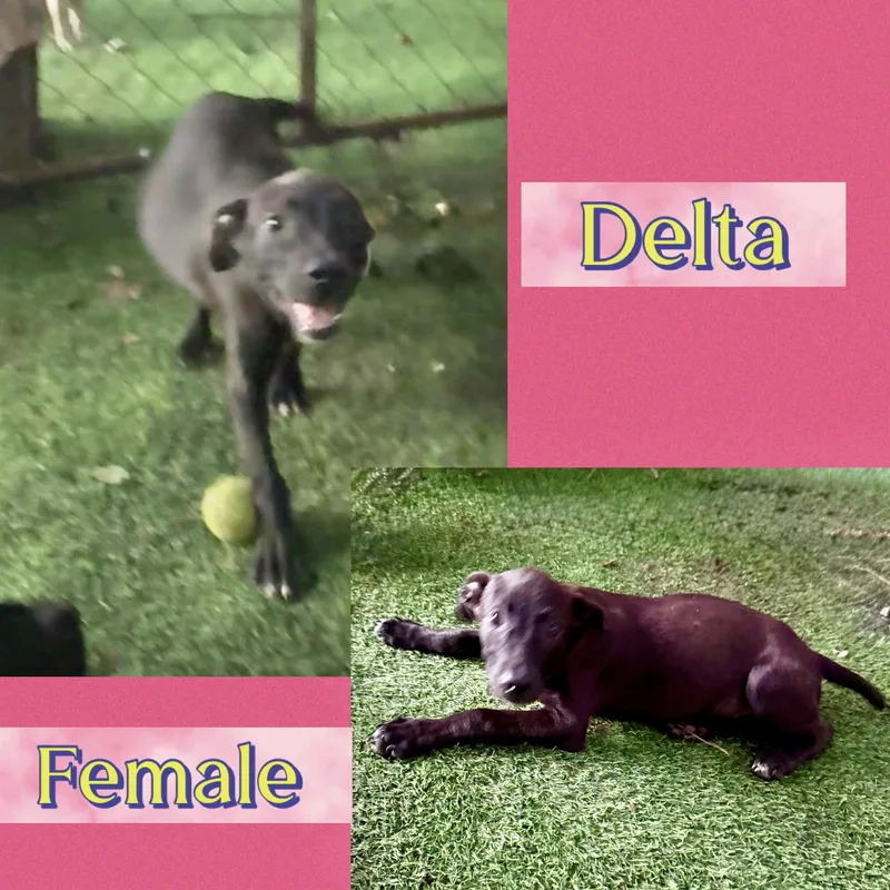 Delta thumbnail 2