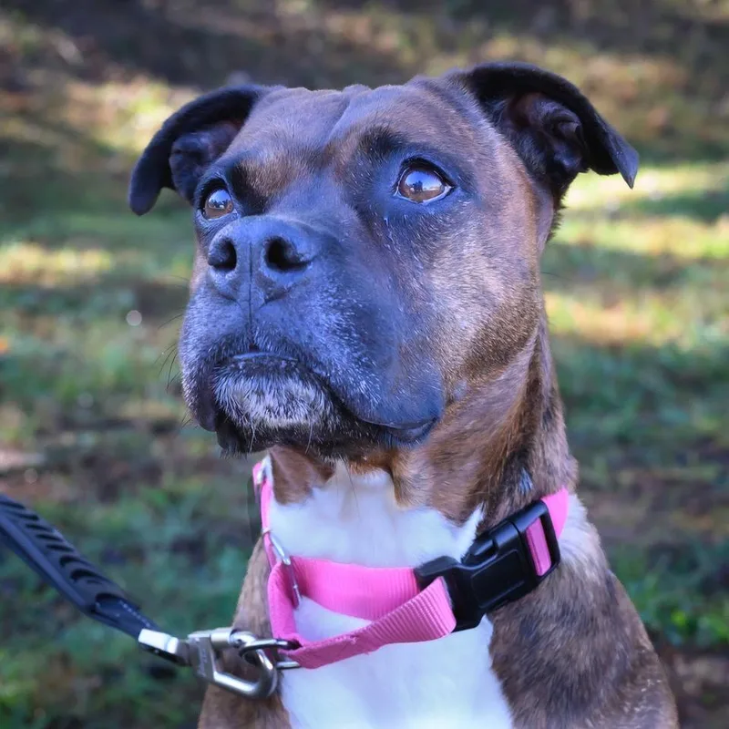 An adult medium-sized female Brindle Mixed Breed dog named Blanche Devereaux for adoption in Blairsville, GA