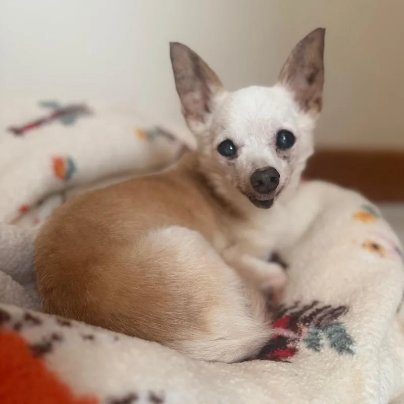 A senior small-sized male White / Cream Chihuahua dog named Booboo for adoption in Northbrook, IL