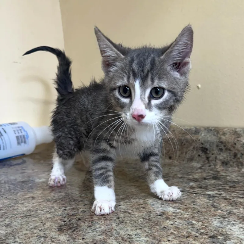A baby small-sized male Gray / Blue / Silver Domestic Short Hair cat named Bowie for adoption in Corinth, MS