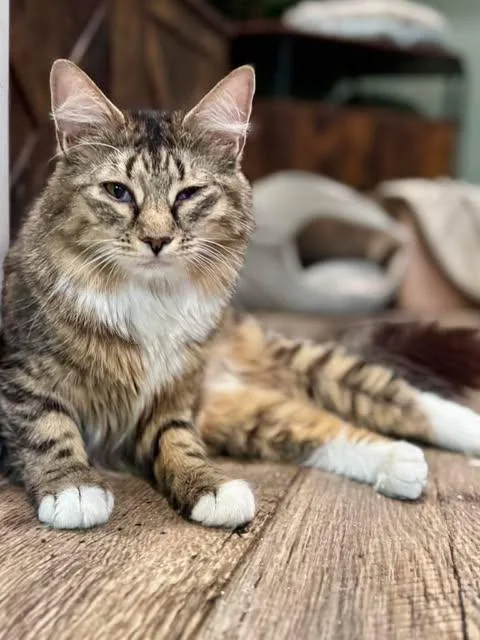 A young medium-sized female Tabby (Brown / Chocolate) Domestic Long Hair cat named Truffle for adoption in Rixeyville, VA