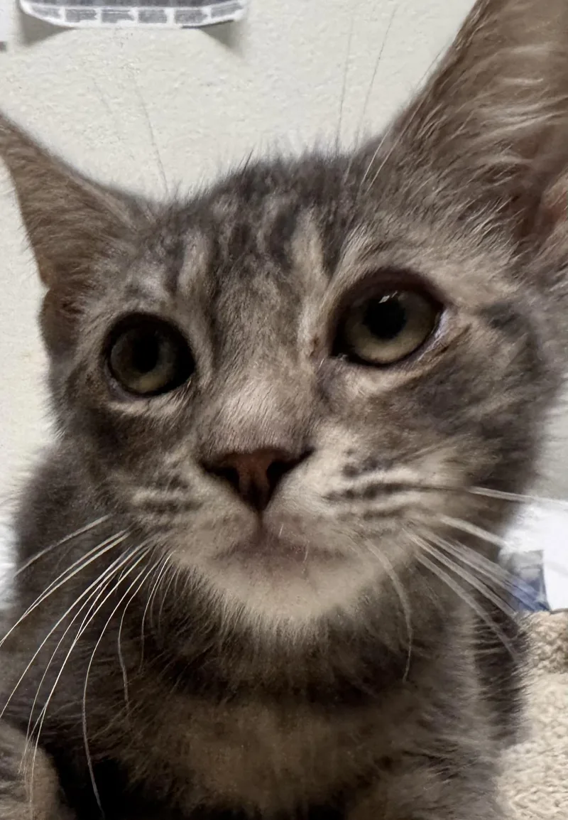 Grayson
