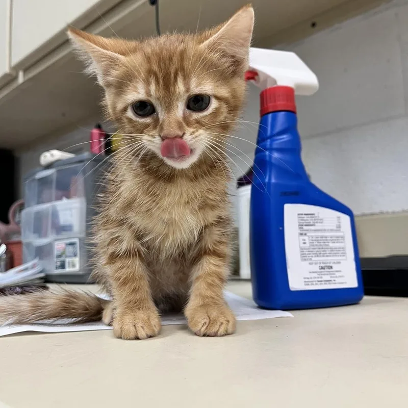 A baby small-sized male Orange / Red Domestic Short Hair cat named Banjo for adoption in Ardmore, OK