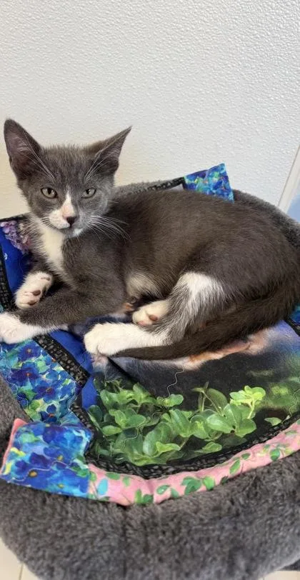 A baby small-sized male Domestic Short Hair cat named Montgomery for adoption in Venice, FL