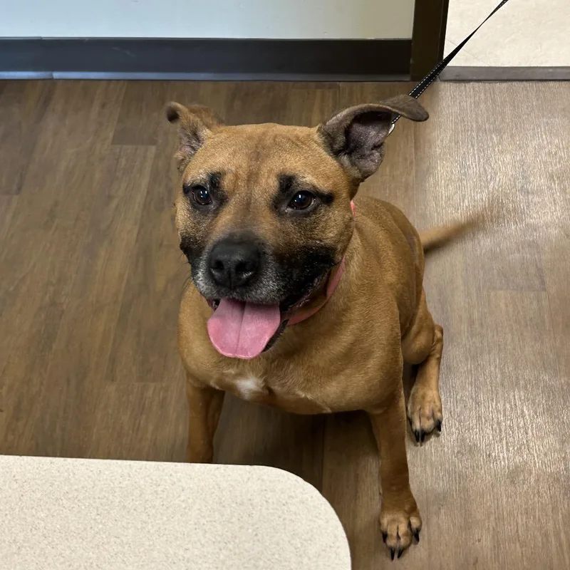 An adult medium-sized female Brown / Chocolate American Staffordshire Terrier dog named Bella for adoption in League City, TX