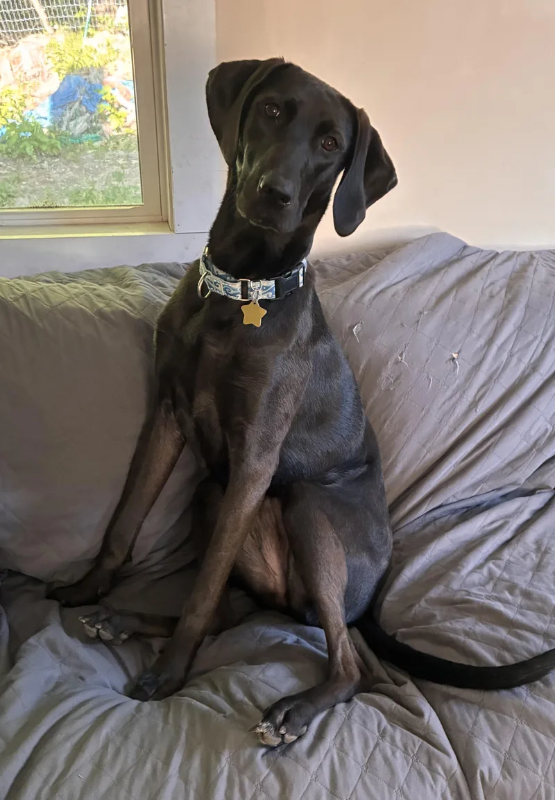 A young large-sized female Labrador Retriever dog named Leia Jill Juniper  for adoption in Andover, MA