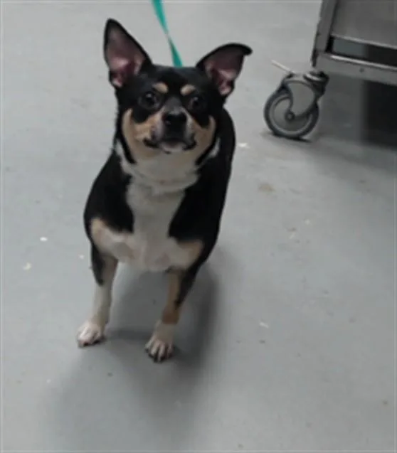 A young small-sized male Chihuahua dog named Big Buddy for adoption in Fayetteville, NC