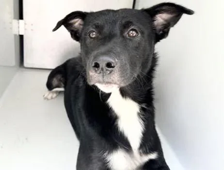 A young large-sized male Australian Kelpie dog named A for adoption in Houston, TX