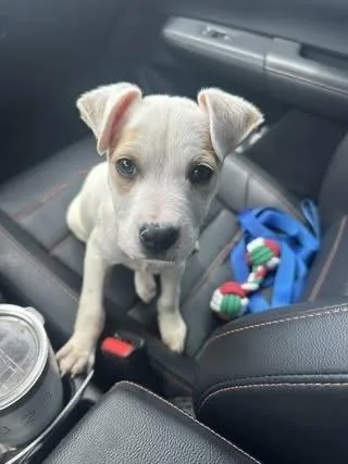 A baby small-sized male White / Cream Labrador Retriever dog named Ace for adoption in Colorado Springs, CO