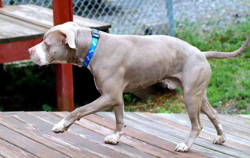 An adult large-sized male Yellow / Tan / Blond / Fawn American Bulldog dog named Irving for adoption in Kansas City, KS