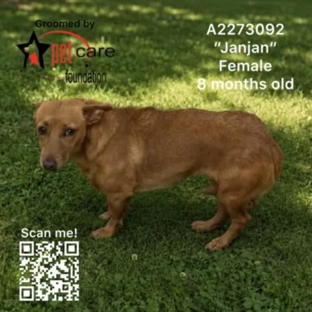 A young small-sized female Dachshund dog named Janjan for adoption in Los Angeles, CA