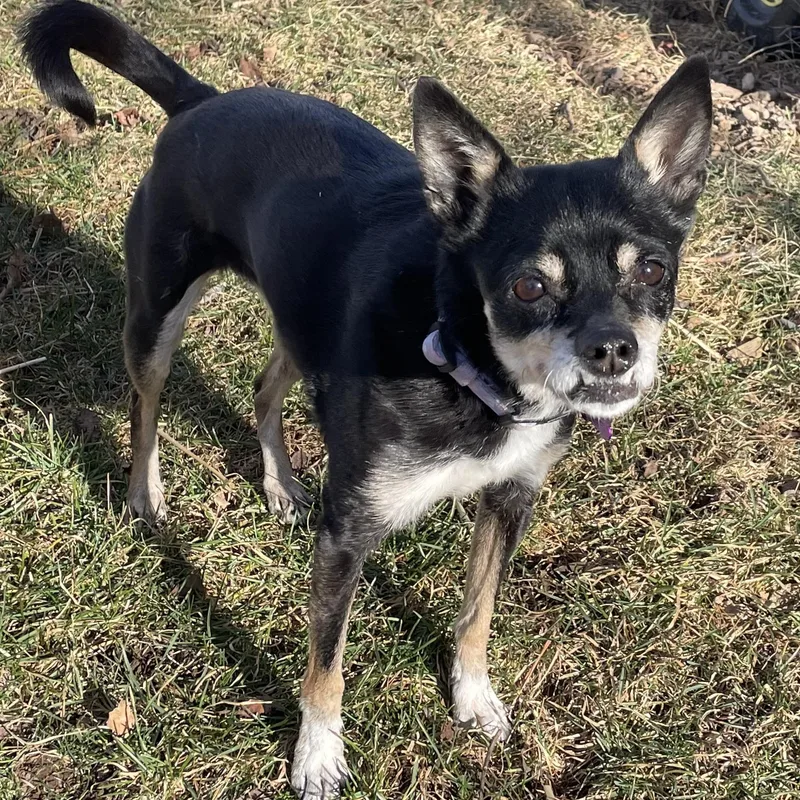 A senior small-sized female Black Miniature Pinscher dog named Bea for adoption in High View, WV