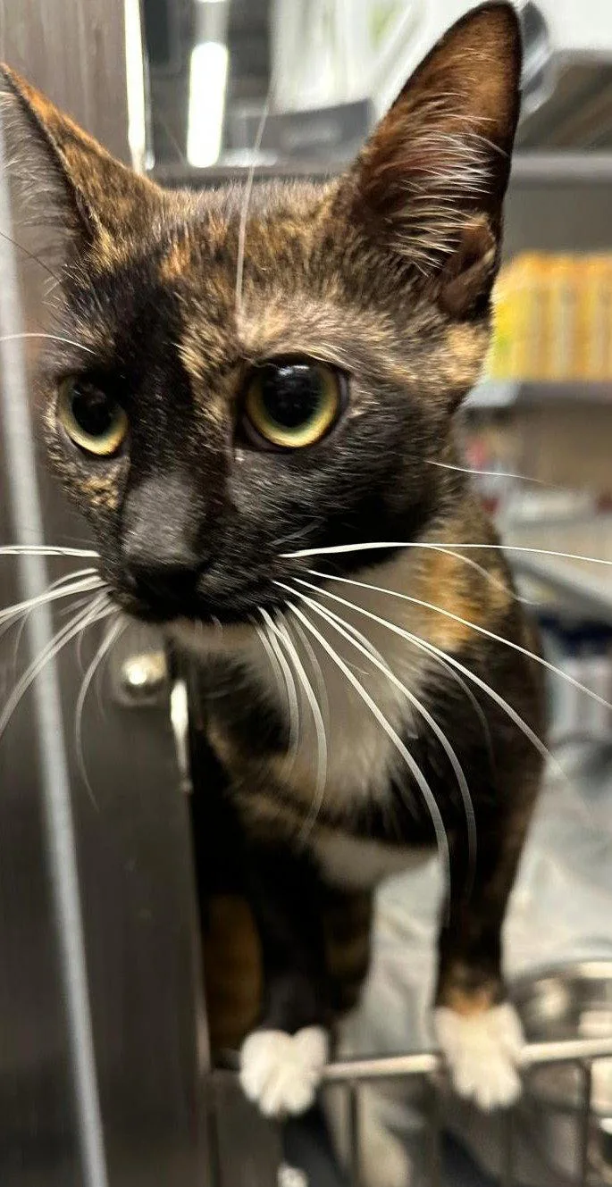 A young medium-sized female Domestic Short Hair cat named Dana for adoption in Spring Lake, NJ