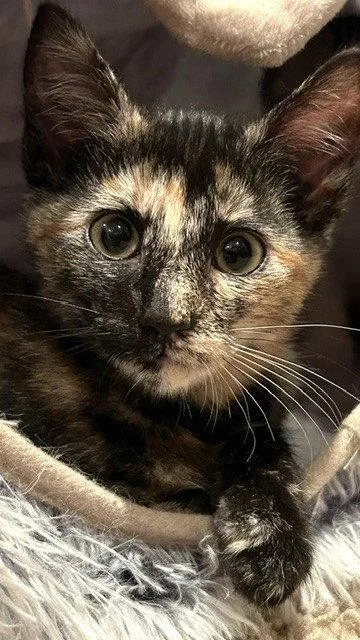 A baby medium-sized female Domestic Short Hair cat named Theodosia for adoption in Shawnee, KS