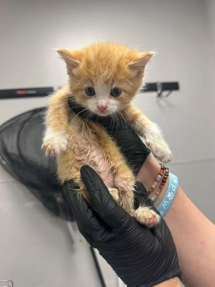 A baby small-sized male Domestic Short Hair cat named Cloud for adoption in Sevierville, TN
