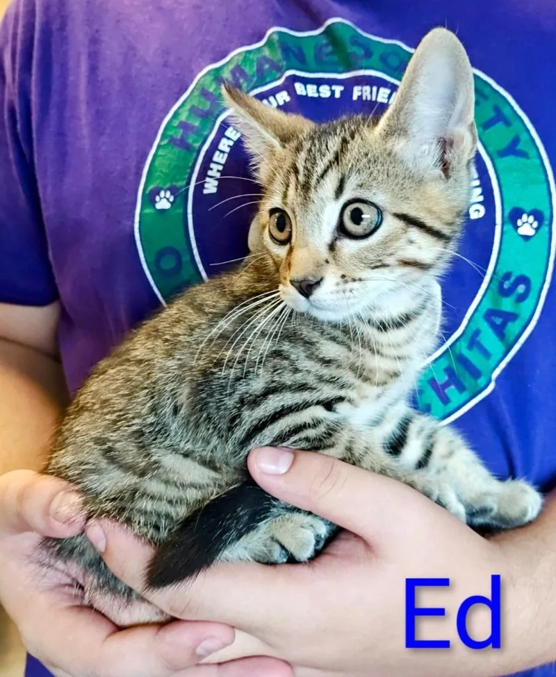 Ed