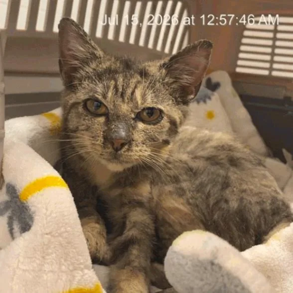 An adult medium-sized female Tortoiseshell Domestic Short Hair cat named Dilly for adoption in Cincinnati, OH