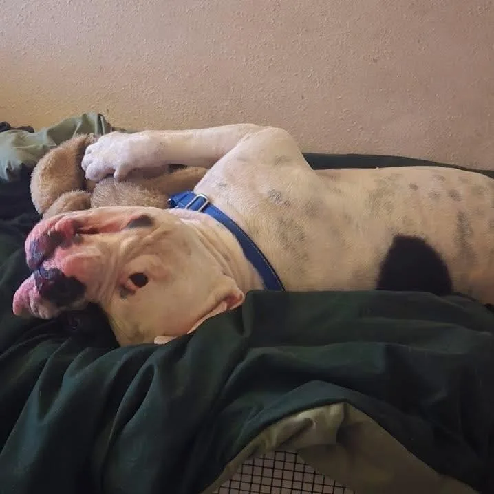 Bishop Oreo thumbnail 2