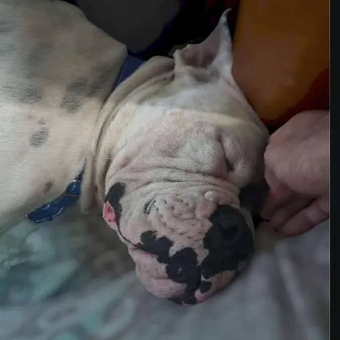 Bishop Oreo thumbnail 3