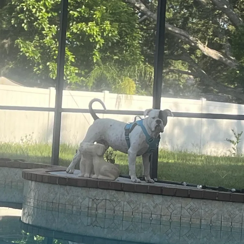 Bishop Oreo thumbnail 5