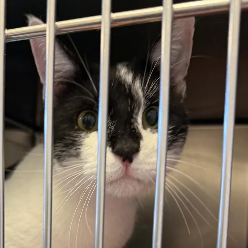 An adult large-sized male Black Domestic Short Hair cat named Batman for adoption in Gloucester, VA