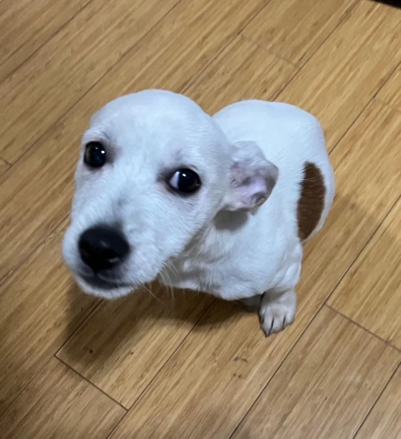A baby small-sized female Jack Russell Terrier dog named Stella for adoption in East Brunswick, NJ
