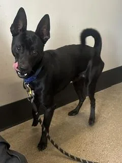 A young medium-sized male Basenji dog named Phantom for adoption in Cleveland, OH