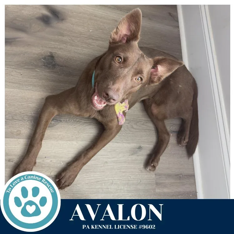 A young medium-sized female Brown / Chocolate Labrador Retriever dog named Avalon for adoption in Kimberton, PA
