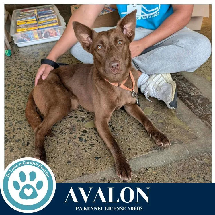 Avalon thumbnail 2